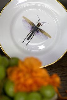 dragonfly bone china plate by melody rose