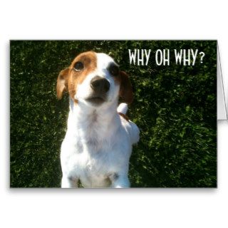 CONFUSED JACK RUSSELL "40th" BIRTHDAY Greeting Card