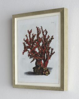 Red Coral A (Madrepore Coral) Print