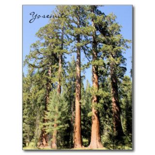 Yosemite National Park Sequoia tree Photo Postcard