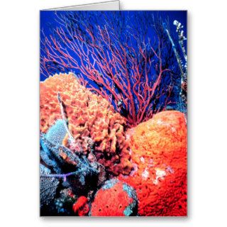 Colorful Sea Sponge Card All Occasion
