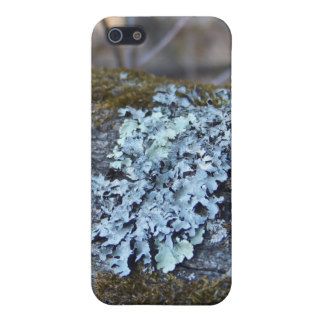 Old Mossy Oak Log in the Woods Cases For iPhone 5