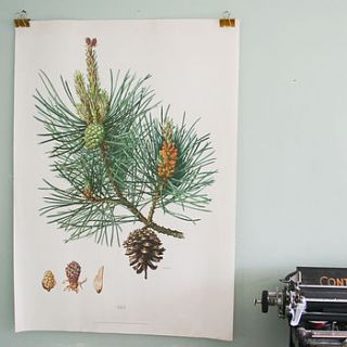 vintage botanical print 'pine' two sided by bonnie and bell