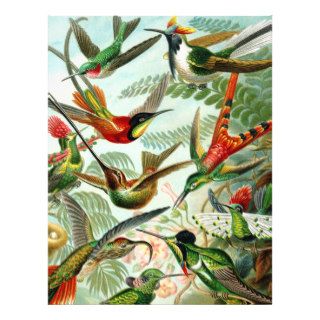 Haeckel Hummingbirds Full Color Flyer