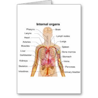 Major Internal Organs in the Human Body Chart Cards