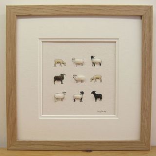 rare breed sheep picture by penny lindop designs