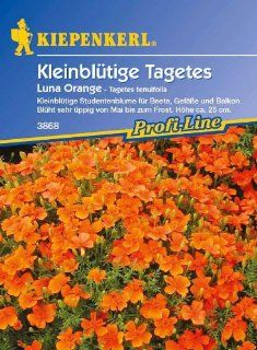 Tagetes Luna Orange, Tagetes tenuifolia   1 Portion Garten