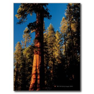 Sequoia National Park , California 2 Postcard