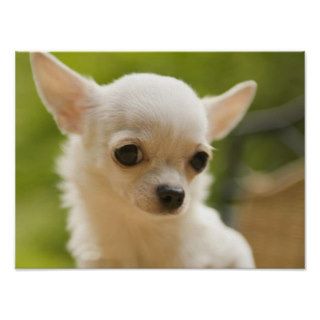 Sweet Adorable Chihuahua Poster