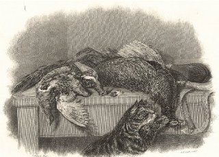 CATS Cats Cat Investigating shot game birds Dead Game; antique print 1838  