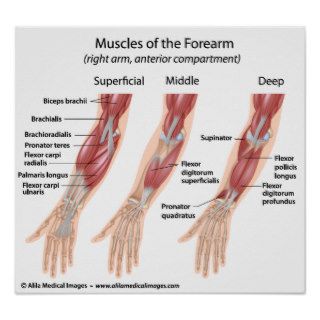 Forearm flexor muscles, labeled drawing. print