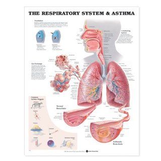 The Respiratory System Anatomical Chart (9781587790546) Anatomical Chart Company Books