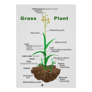 Grass Graminoids Plant Diagram Poster