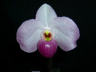 Rare, blooming size Paph Ho Chi Minh orchid  Live Indoor Oncidium Orchid Plants  Grocery & Gourmet Food