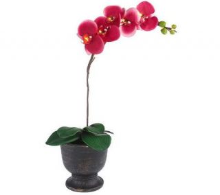 BethlehemLights BatteryOperated 24 Potted Orchid with Timer —