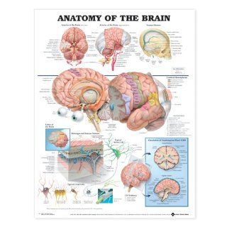 Anatomy of the Brain Anatomical Chart Laminated