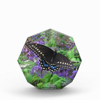 Black Swallowtail butterfly ~ Award
