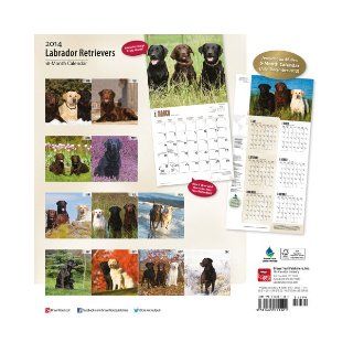 Labrador Retrievers Calendar Inc Browntrout Publishers 9781465011121 Books