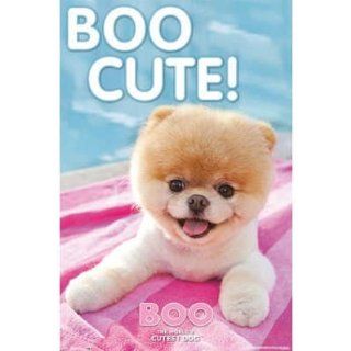Boo The World's Cutest Dog Poolside Poster   Prints