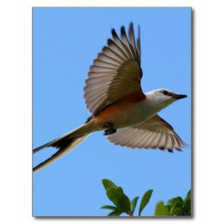 Scissor Tailed Flycatcher Postcard