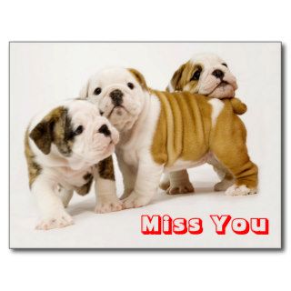 Miss You Bulldog Puppy Dog Greeting Postcard