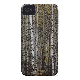 A stand of birch trees. iPhone 4 case