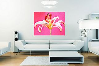pink lily flower poster by rossana novella wall decor