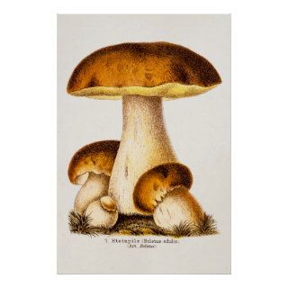 Vintage 1800s Mushroom Edible Mushrooms Template Print