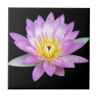 Pink Lotus Flower Tile