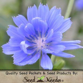 500 Flower Seeds, Chicory "Italian Dandelion" (Cichorium intybus) Seeds by Seed Needs  Vegetable Plants  Patio, Lawn & Garden