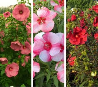 Cottage Farms Giant Perennial Hibiscus Trio —