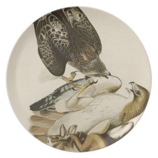 Red Tailed Hawk by John James Audubon Plates