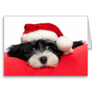 Cute Christmas Havanese Puppy Dog Greeting Card