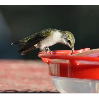 Aspects HummZinger HighView 12 oz Hanging Hummingbird Feeder  Wild Bird Feeders  Patio, Lawn & Garden