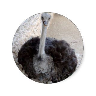 smiling ostrich stickers