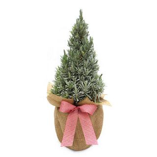 aromatic gift scented pyramid lavender by giftaplant