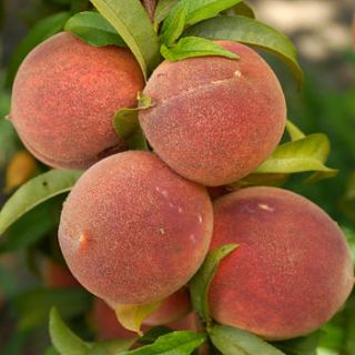 fruity gift patio peach tree by giftaplant