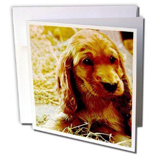 gc_486_1 Dogs Irish Setter   Irish Setter Puppy   Greeting Cards 6 Greeting Cards with envelopes  Blank Greeting Cards 
