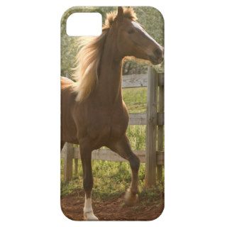 Beautiful Horse Prancing In Spring Photography iPhone 5 Case
