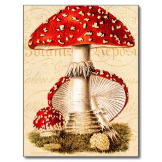 Vintage 1800s Mushroom Red Mushrooms Template Post Cards