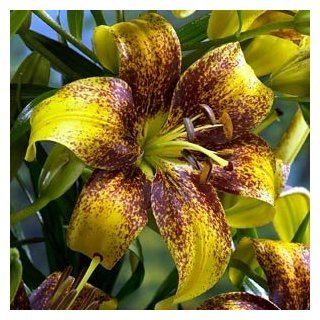 Honey Bee Tango Lily 3 Bulbs  Yellow & Black Patio, Lawn & Garden