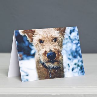 terrier dog christmas card by forever foxed