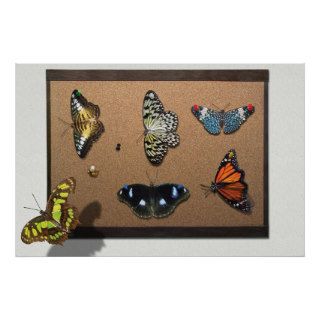 Lepidopterist   My Butterfly Collection Posters