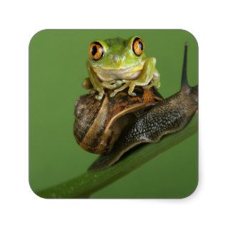 Tree Frog Resting on Snail's Shell Square Stickers