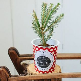 personalised grow your own christmas tree kit by ellie ellie