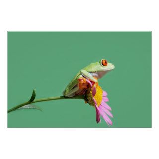 red eyed tree frog print