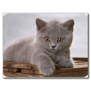 cute grey kitten card post card