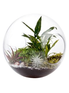 Glass Orb Terrarium by Stone & Aster
