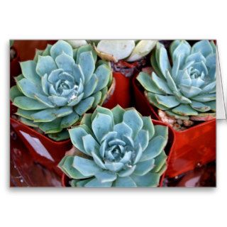 Succulents For sale Cards