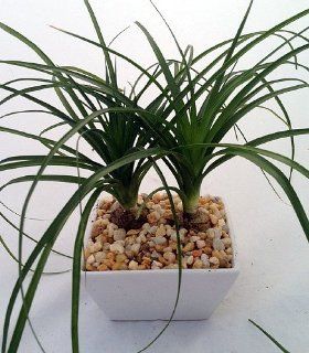 Ponytail Palm Bonsai Tree in Odessa Asian Style Pot Grocery & Gourmet Food